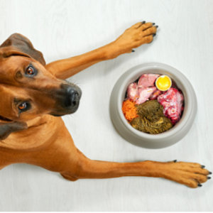 Fussy Dog Stockists