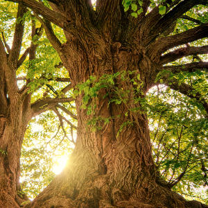 Tree For Life Scheme